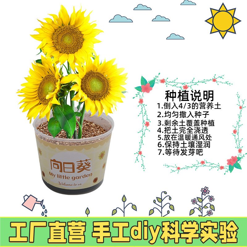 儿童种植小盆栽手工diy科学实验玩具幼儿种子发芽植物观察EC27