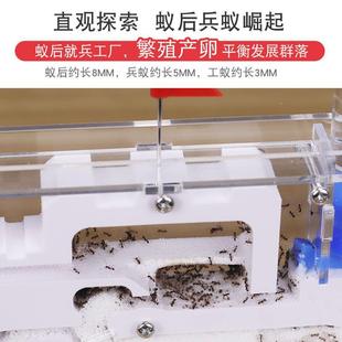 蚂蚁堡生态蚁后繁殖观察屋宠物地子下王国巢穴太rlf10011城空舱盒