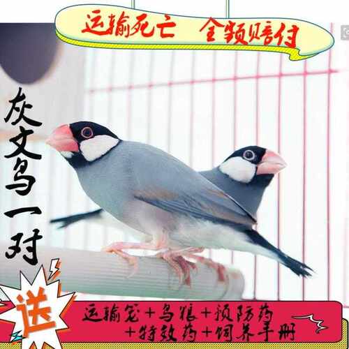 白珍珠鸟活体白文鸟灰文鸟灰珍珠送粮观赏宠物鸟活物手养珍珠一对