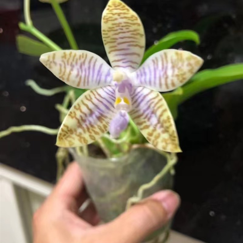 旭美兰花 路德类 红路德 蓝路德 白路德 路德交品