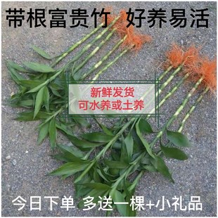 大叶富贵竹金边 有带老根可水养土培 好养易活办公桌面绿植物盆栽