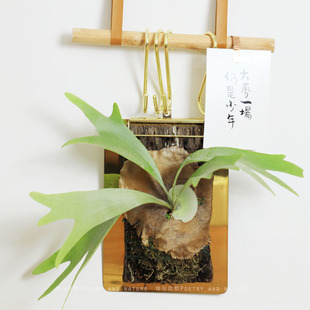 诗与自然 二歧鹿角蕨挂墙绿植净化空气植物悬挂蕨类