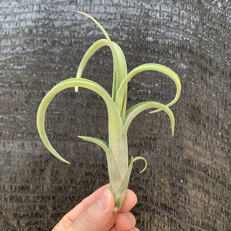 空气凤梨植物 花中花小号形态超美绿植盆栽花草