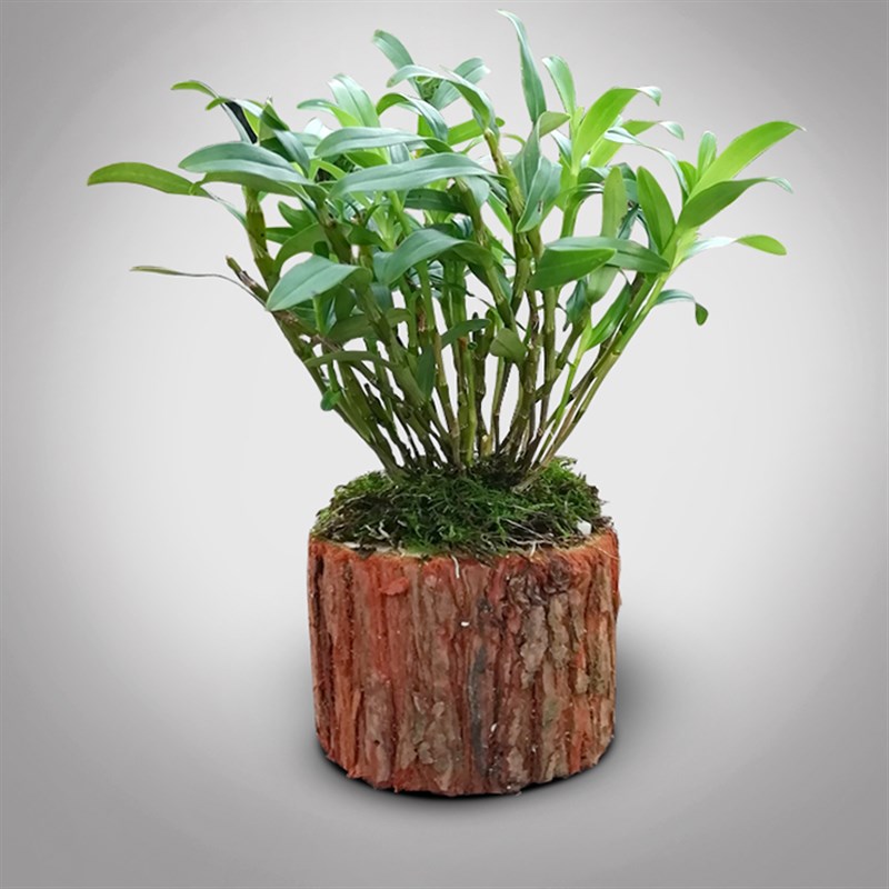 种石斛专用木桩金钗石斛苗盆栽铁皮石斛苗植料杉木松木桩原木木块