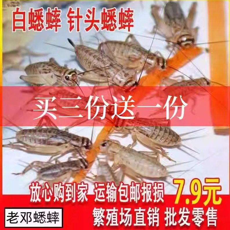 白蟋蟀蛐蛐活体活虫爬宠饲料鸟蜥蜴蜘蛛豹纹守宫睫角鬃狮树蛙养殖,宠物/宠物食品及用品,蟋蟀/蝈蝈,淘宝优惠券,粉丝福利购,淘宝优惠卷