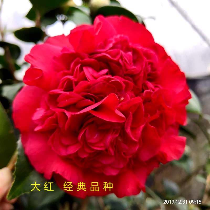 火瀑布山茶花盆栽大红色带花苞室内花卉阳台客厅植物大型绿植精选