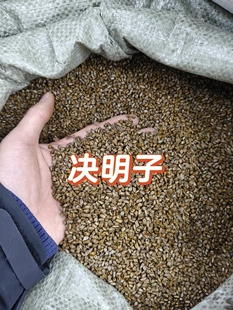 野生决明子生决明子枕头草决明非决明子茶熟决明炒制决明子