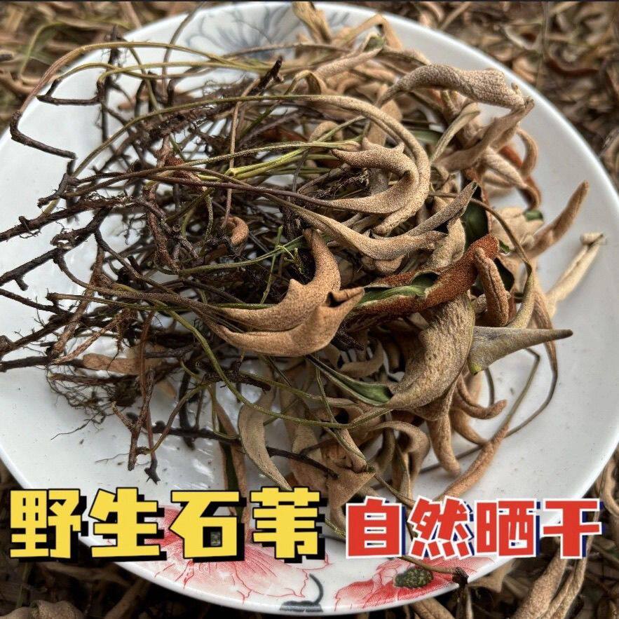 秦岭野生石韦石苇草野生小叶石韦茶石伟石韦草