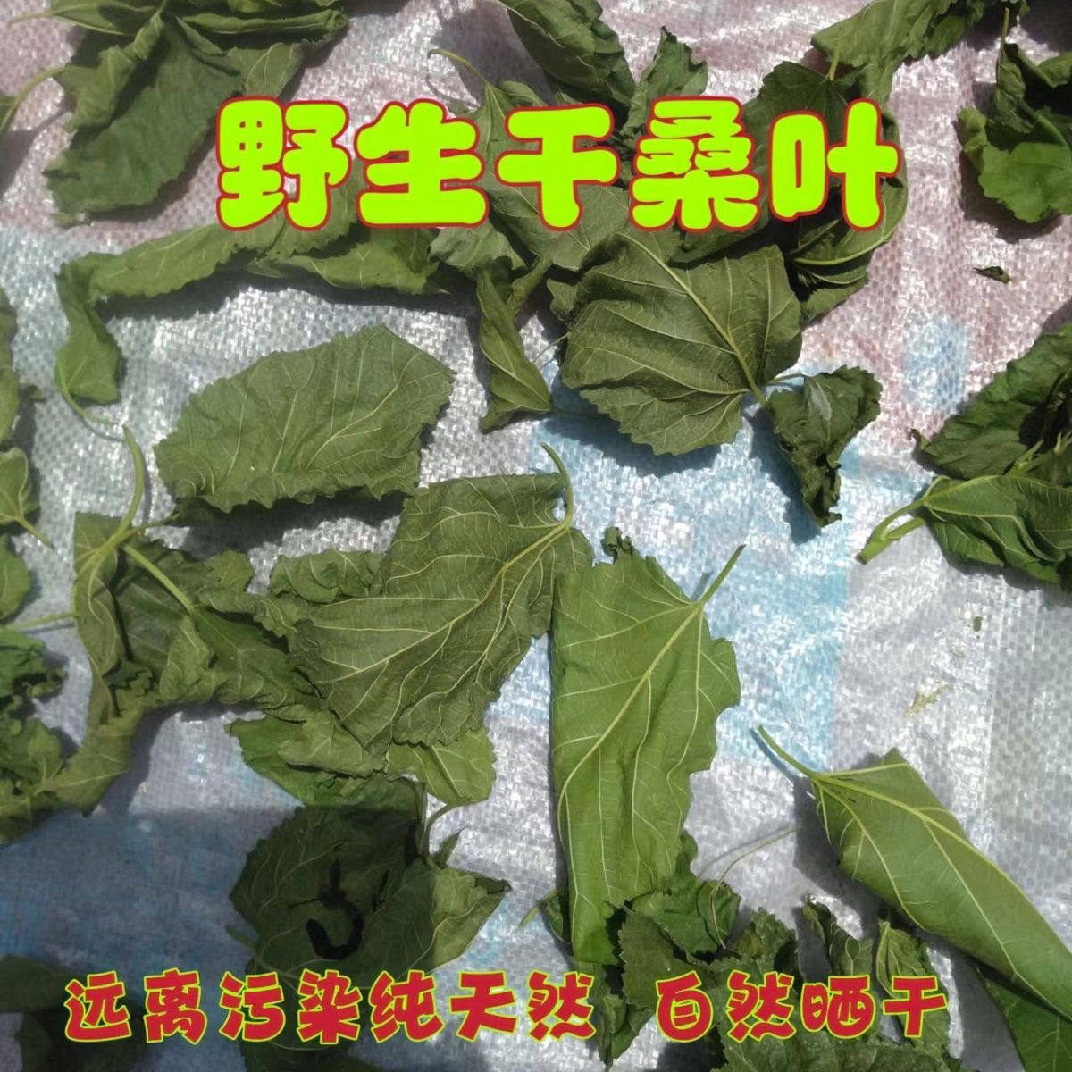 农家晒干桑叶桑树叶霜桑叶煮水茶饮桑树叶子原产地巴中发货纯野生