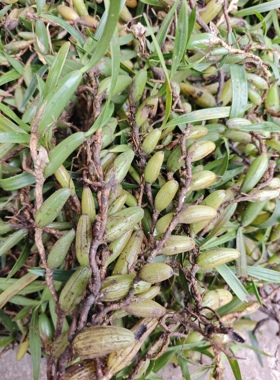 石橄榄石仙桃果上叶煲汤新鲜双叶石橄榄上叶煲汤石豆兰石上莲大果