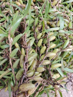 石橄榄石仙桃果上叶煲汤新鲜双叶石橄榄上叶煲汤石豆兰石上莲大果