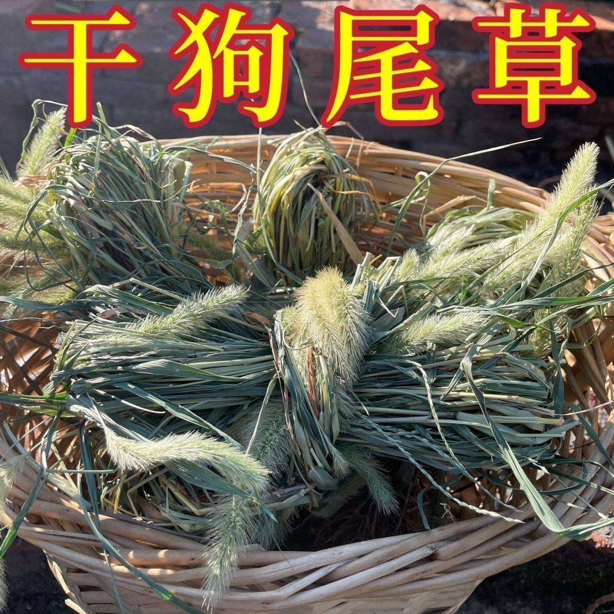 狗尾巴草晒干野生正品狗尾草光明虫草谷莠子九尾狗尾巴草干货整根