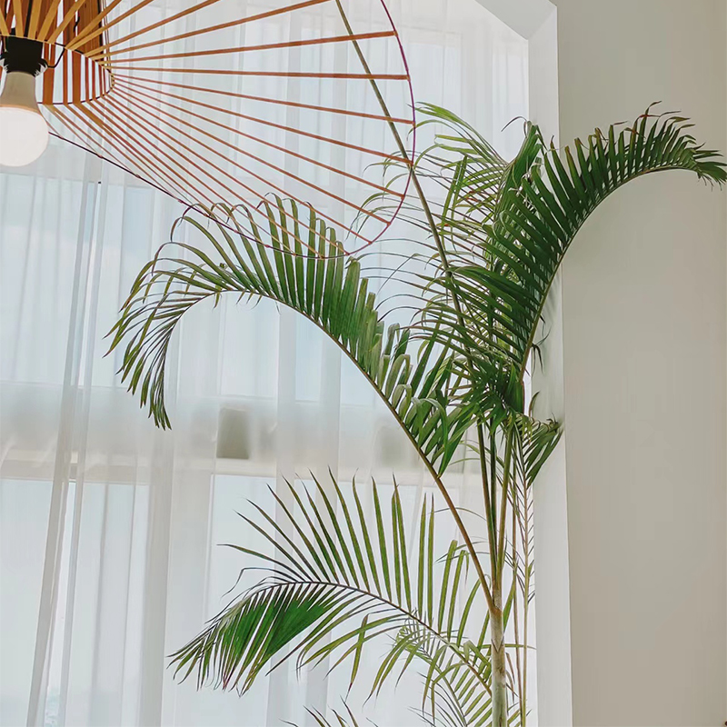 老桩散尾葵盆栽大型绿植室内客厅网红植物椰子树凤尾竹庭院工作室