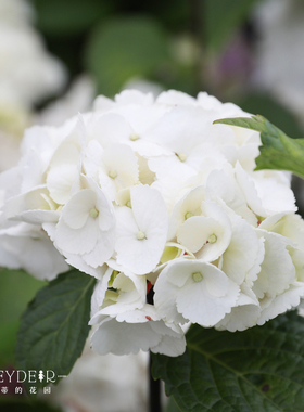 海蒂的花园 黑金刚白色大花绣球新品分枝好阳台庭院盆栽花卉植物