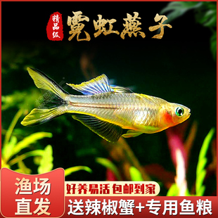 霓虹燕子灯科鱼燕子美人热带小型观赏鱼珍珠燕子鱼群游淡水鱼鳉鱼