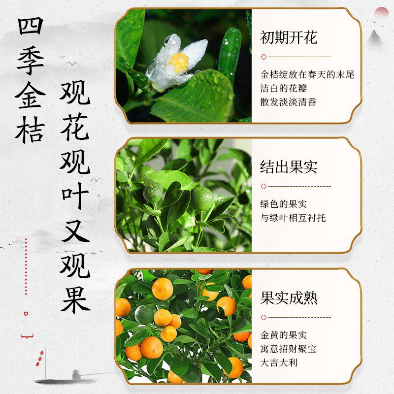 四季金桔橘子盆栽树苗带果客厅招桌面绿植