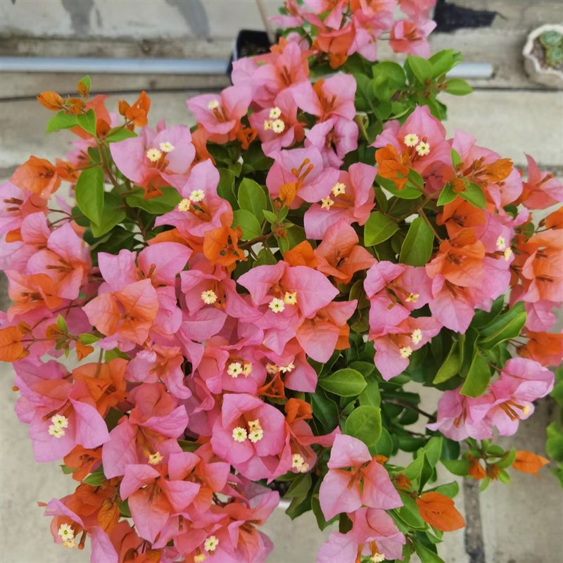 棒棒糖三角梅稀有品种马斯少女心老桩云南紫阳台庭院绿植花卉好养