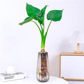 水培大叶千手观音盆栽花小植物室内桌面盆景滴水观音千佛手常绿叶