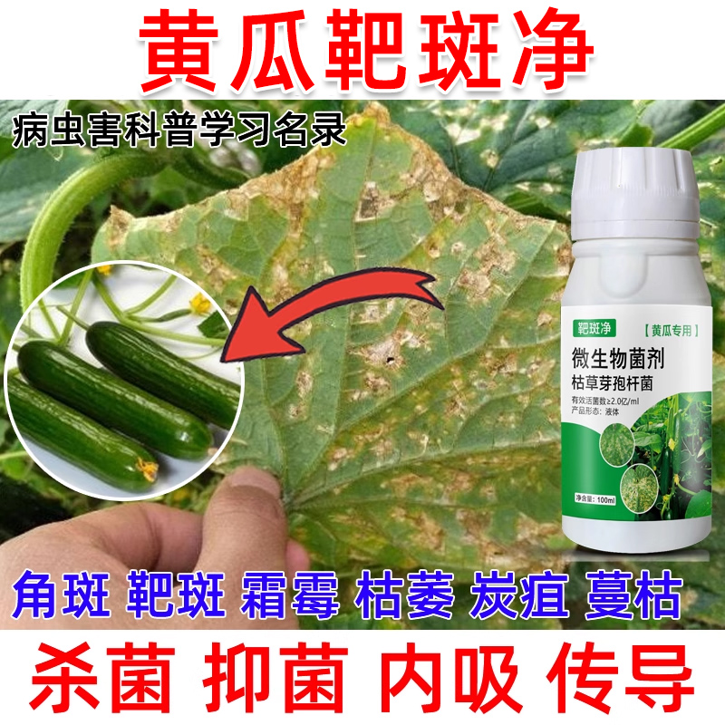 黄瓜正品药黄瓜靶斑净黄点炭疽病叶枯病立枯病霜霉病黄瓜杀菌剂