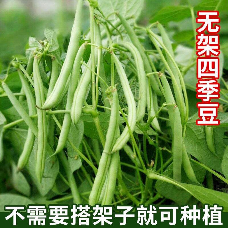 无架地豆种子苗高产不搭架豇豆豆角种孑春夏秋菜豆矮生四季豆种籽