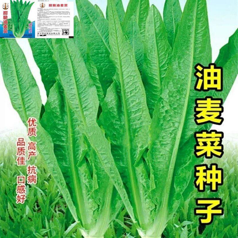 四季无斑香油麦菜 种籽新种 青菜阳台盆栽耐热农家易种植蔬菜种子