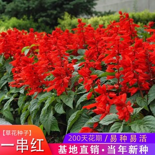 一串红花种子四季开花多年生耐寒一串蓝花籽象牙串串红花种籽孑苗