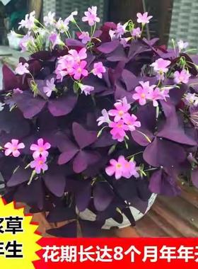 紫叶酢浆草种球多年生幸运草三叶草紫蝴蝶紫色醋浆草炸酱草种籽子