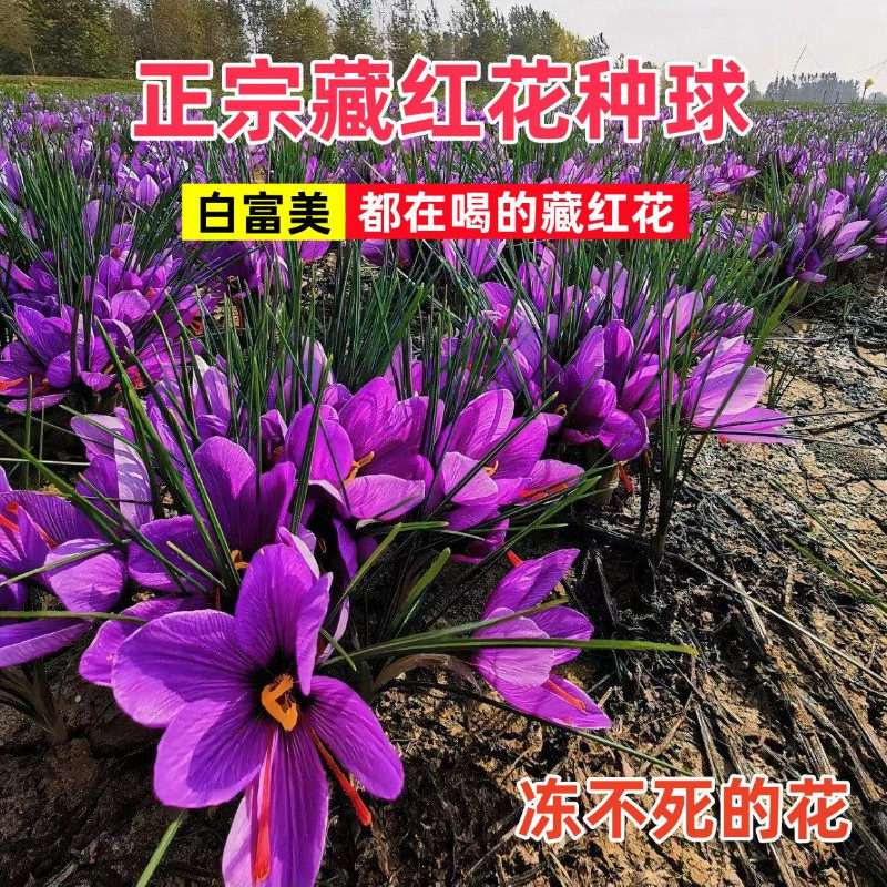 正宗藏红花种球种子种苗超大番红花西藏食用种植带芽种苗冬季花卉
