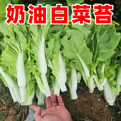 白菜苔种子四季早熟速生奶油白菜种子白耿菜心蔬菜阳台耐寒热菜心