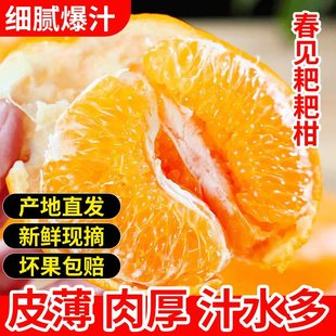 正宗四川春见耙耙柑新鲜现摘应水果整箱粑粑柑现摘