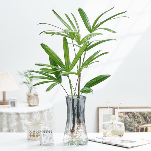 速发贵培植物棕竹盆栽招财竹室内观音竹常绿观叶办阴好养耐公室富