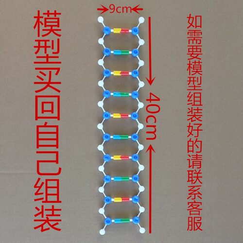 包邮DNA双螺旋结构模型组件J3242 高中生物 实验器材 教学仪器