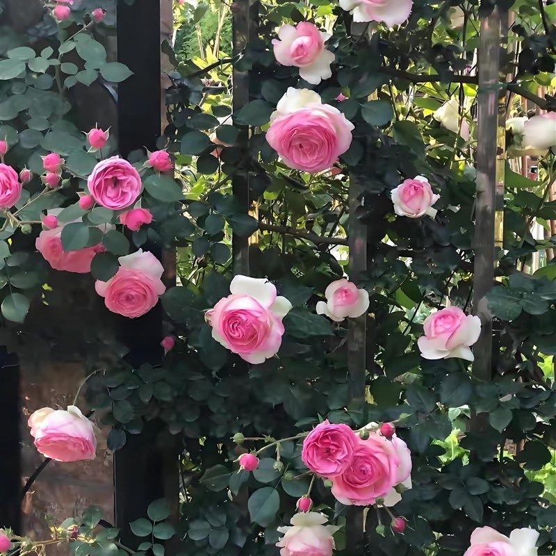 粉色龙沙宝石爬藤月季花苗浓香S大花庭院阳台种,鲜花速递/花卉仿真/绿植园艺,月季/蔷薇/玫瑰,淘宝优惠券,粉丝福利购,淘宝优惠卷
