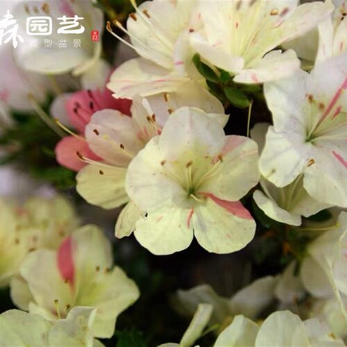 皋月杜鹃 f明美之月多色花 原本实生 原盆原土发货