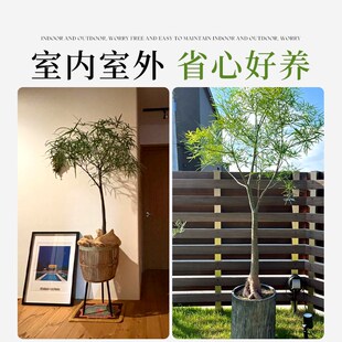 佛肚树昆士兰瓶树佛肚树盆栽室内大型绿植耐阴植物室W内侘寂风绿