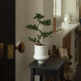 诗与自然 常绿植物净化空气盆栽小众植物 迎客松盆景四季