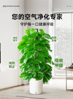 大叶绿萝柱盆栽办公室内大绿四植净化空气客厅甲型醛绿KRH箩季好