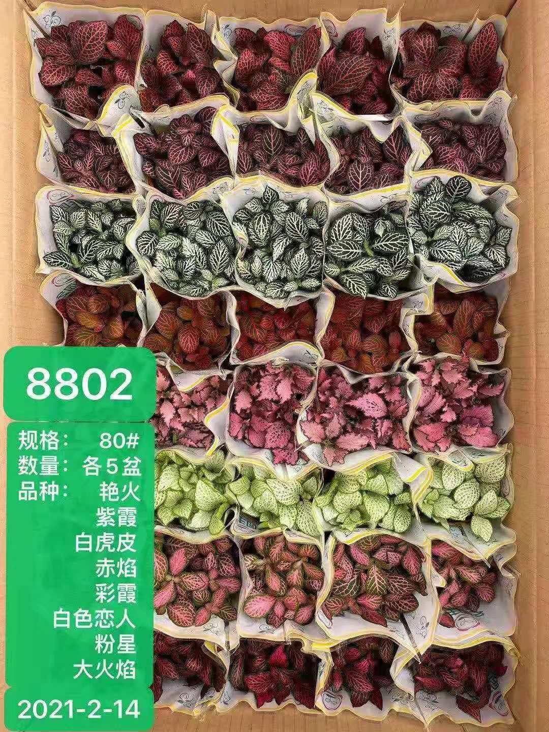 【基地直供】观叶植物小盆栽 花卉 组盆植物 混合装网纹草小箱