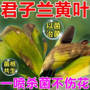 速发君子兰黄叶病多菌菌灵剂花卉植物兰花肥料肥治黄叶黑斑烂