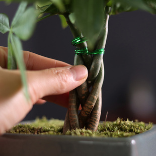 乔迁开业桌面植物发财树客厅大盆栽室内绿植办公室吸X甲醛净化空