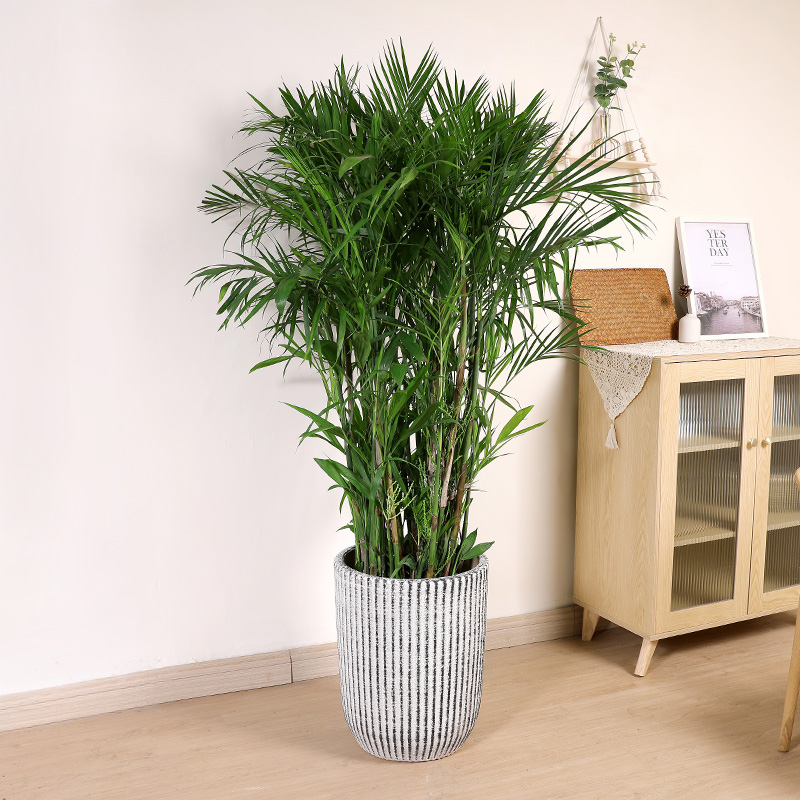 双木林夏威夷竹椰子树盆r栽室内客厅办公室大型绿植凤尾竹热带植