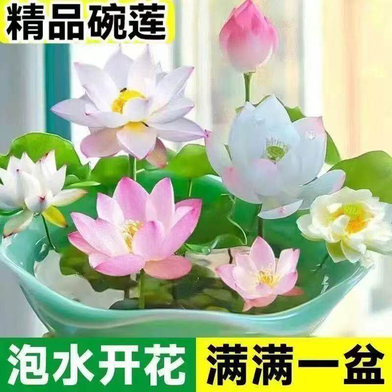 碗莲种七彩五颜六色水培花卉水养四季莲花荷花种莲藕绿植水培莲子