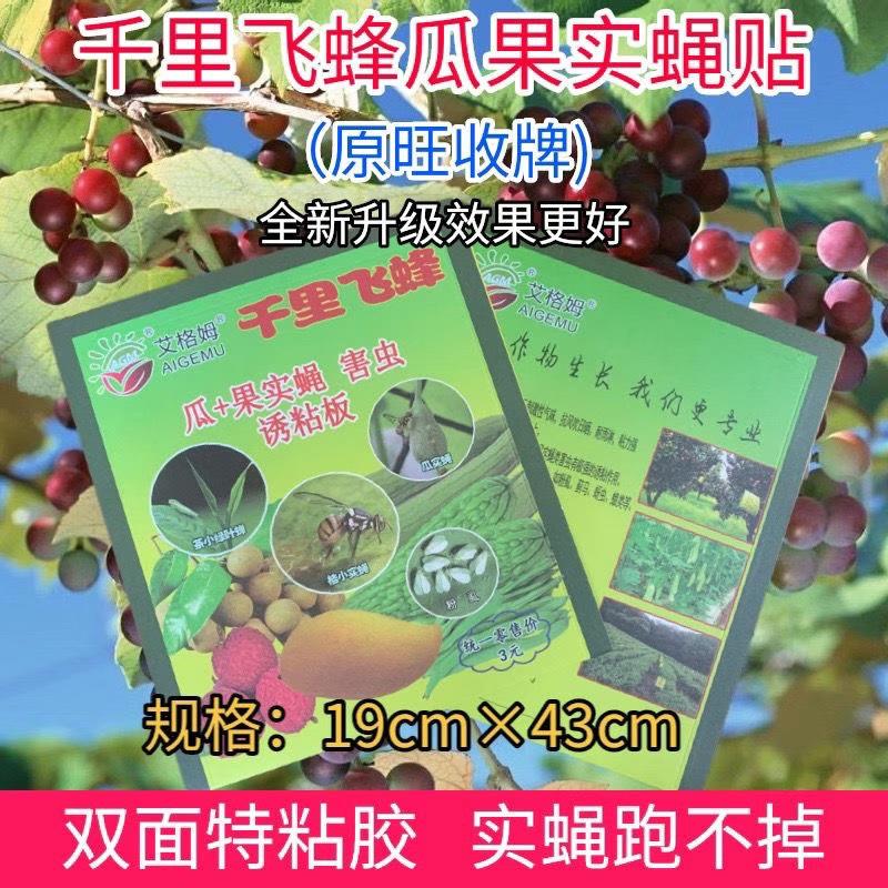 实蝇粘胶板果蝇粘虫板瓜果实蝇诱捕器针蜂引诱剂粘蝇板贴