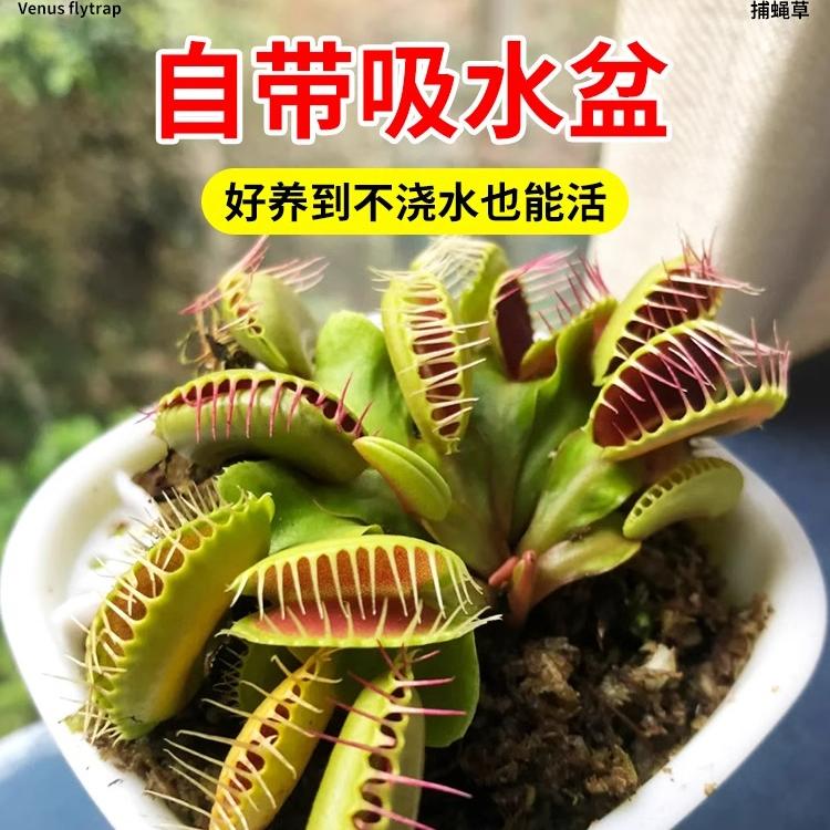 速发捕蝇草盆栽猪超草苗食虫草捕蚊草食人花食蚊草笼大捕虫味趣草