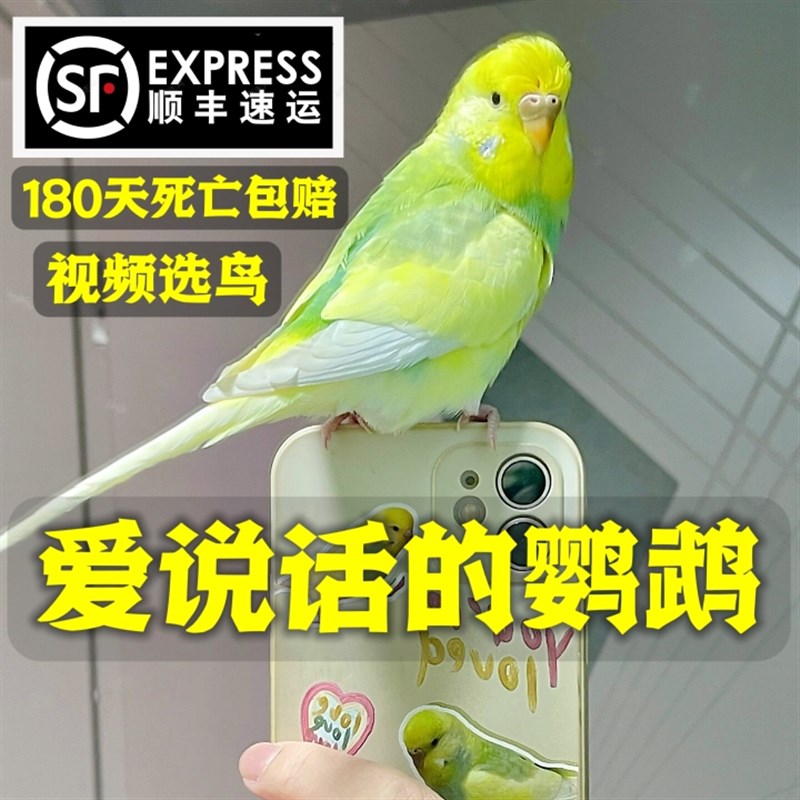 速发大头虎鹦皮鹉活养会说话的鹦鹉手鸟幼鸟活物牡丹观赏