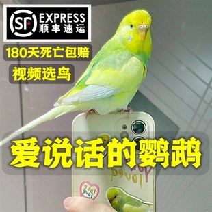 速发大头虎鹦皮鹉活养会说话的鹦鹉手鸟幼鸟活物牡丹观赏