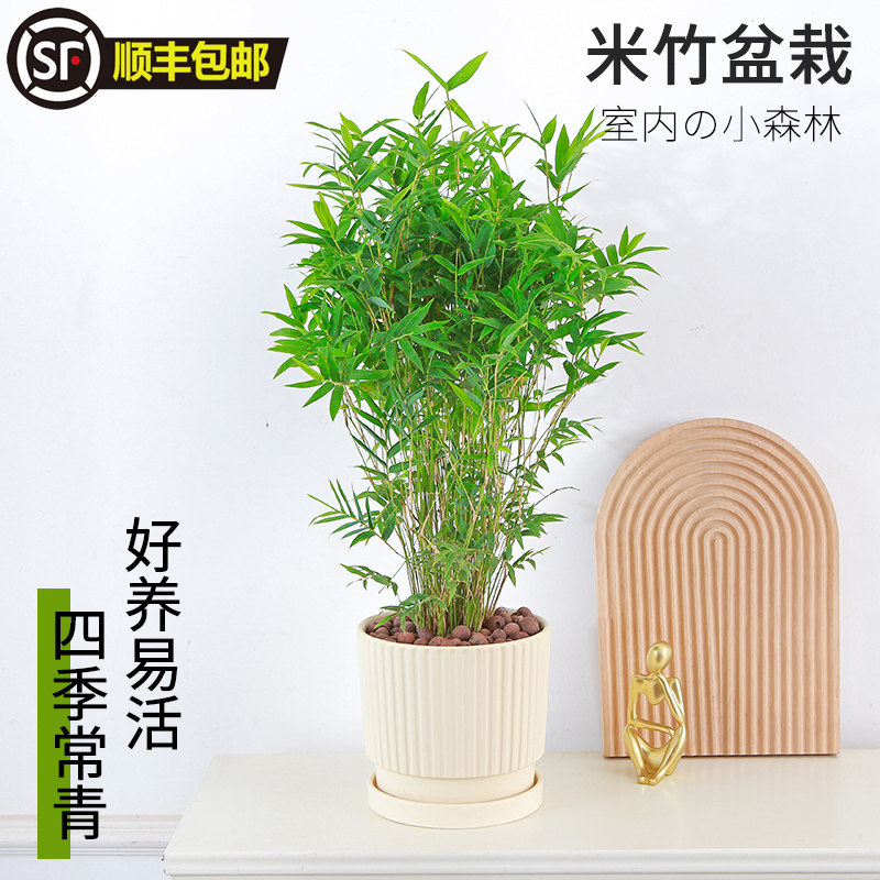 速发米养盆栽室内台植物凤尾竹观音竹四季好竹凤尾竹观赏竹子竹苗