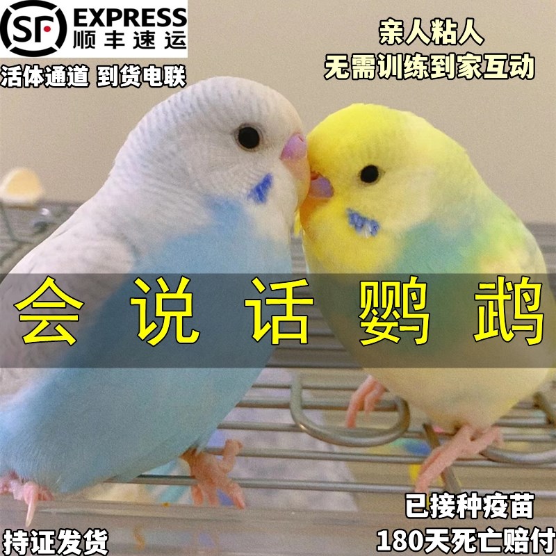 速发大头虎皮鹦鹉话鸟会说活的小鸟幼鹦赏鸟玄凤观鹉观赏牡丹幼鸟