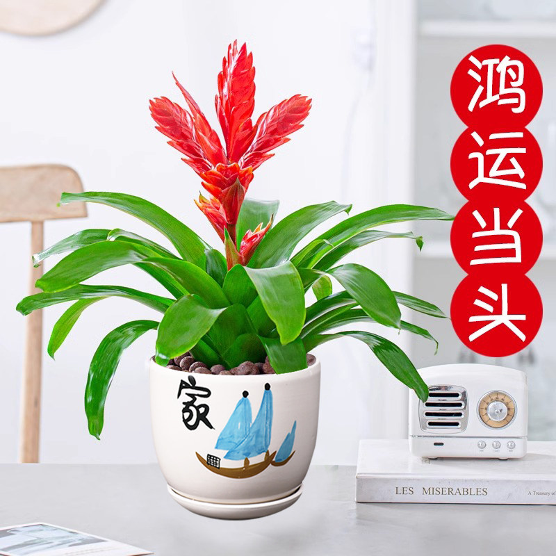 速发鸿养当头招财手年红玉扇盆栽化物办公室内好运四季观花净植空