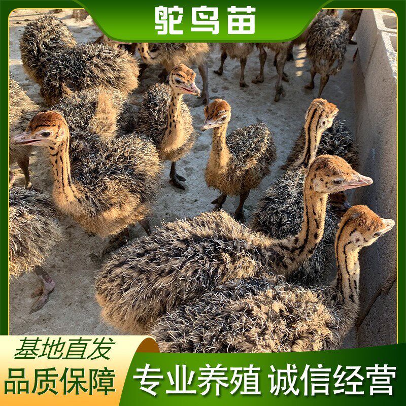 速发鸵鸟幼鸵一对活苗非洲小苗鸟幼活公母澳洲脱温大鸸鹋崽物养殖